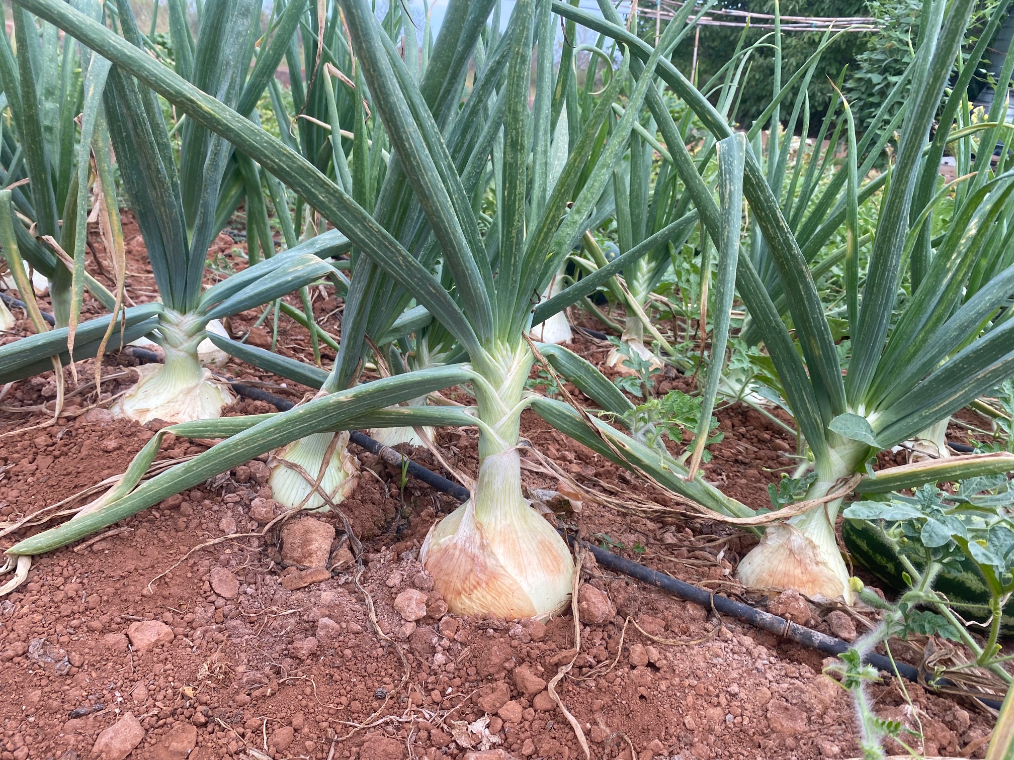 Cebollas de la huerta de José Miguel
