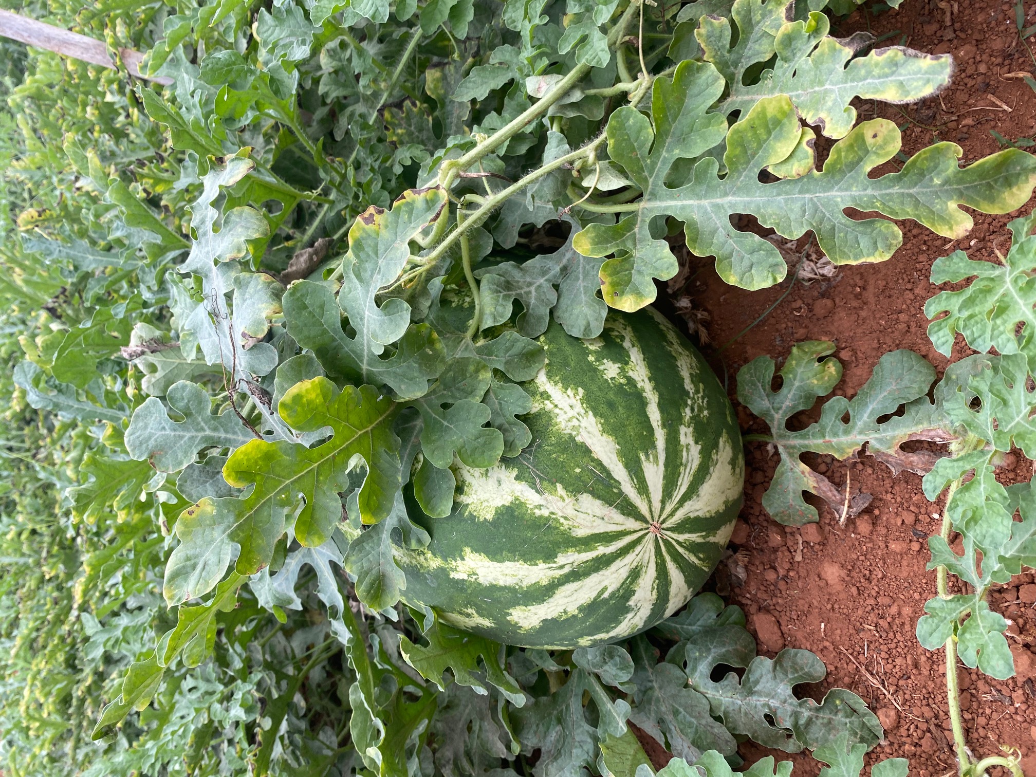Sandía grande en la huerta de Montalba