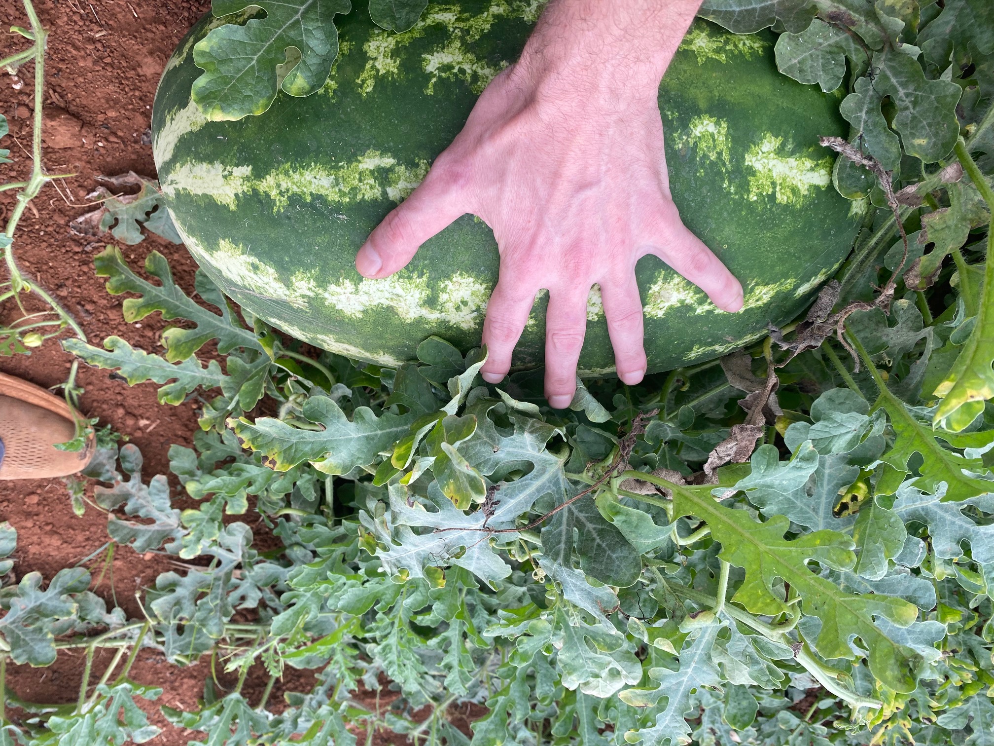 Sandía cultivada en la huerta de José Miguel