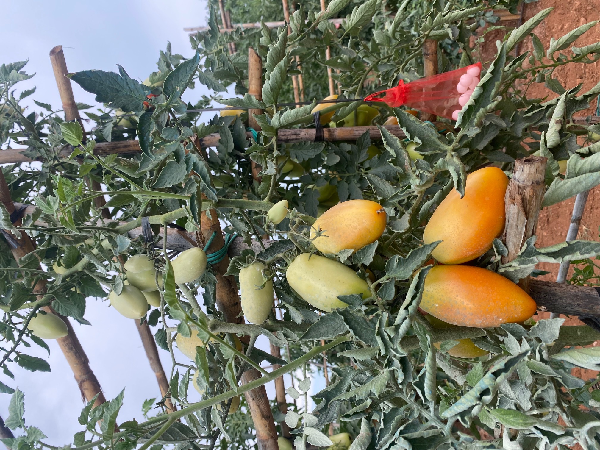 Tomates de la huerta de José Miguel